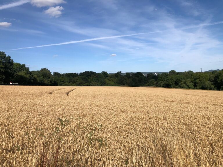 Mehr über den Artikel erfahren Güntzler: Heimische Landwirtschaft unterstützen